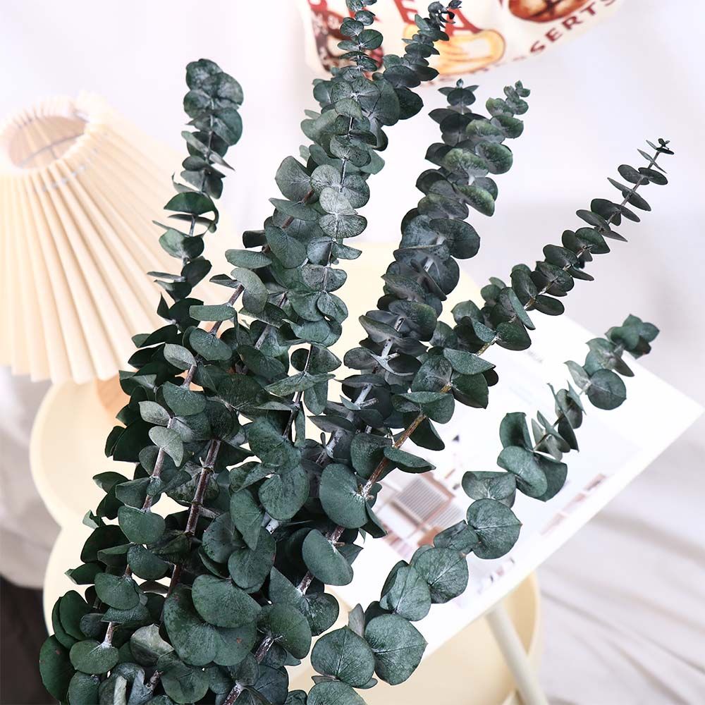 10 Peças de Folhas Naturais Se - Eucalyptus Preserved avaliação e preço
