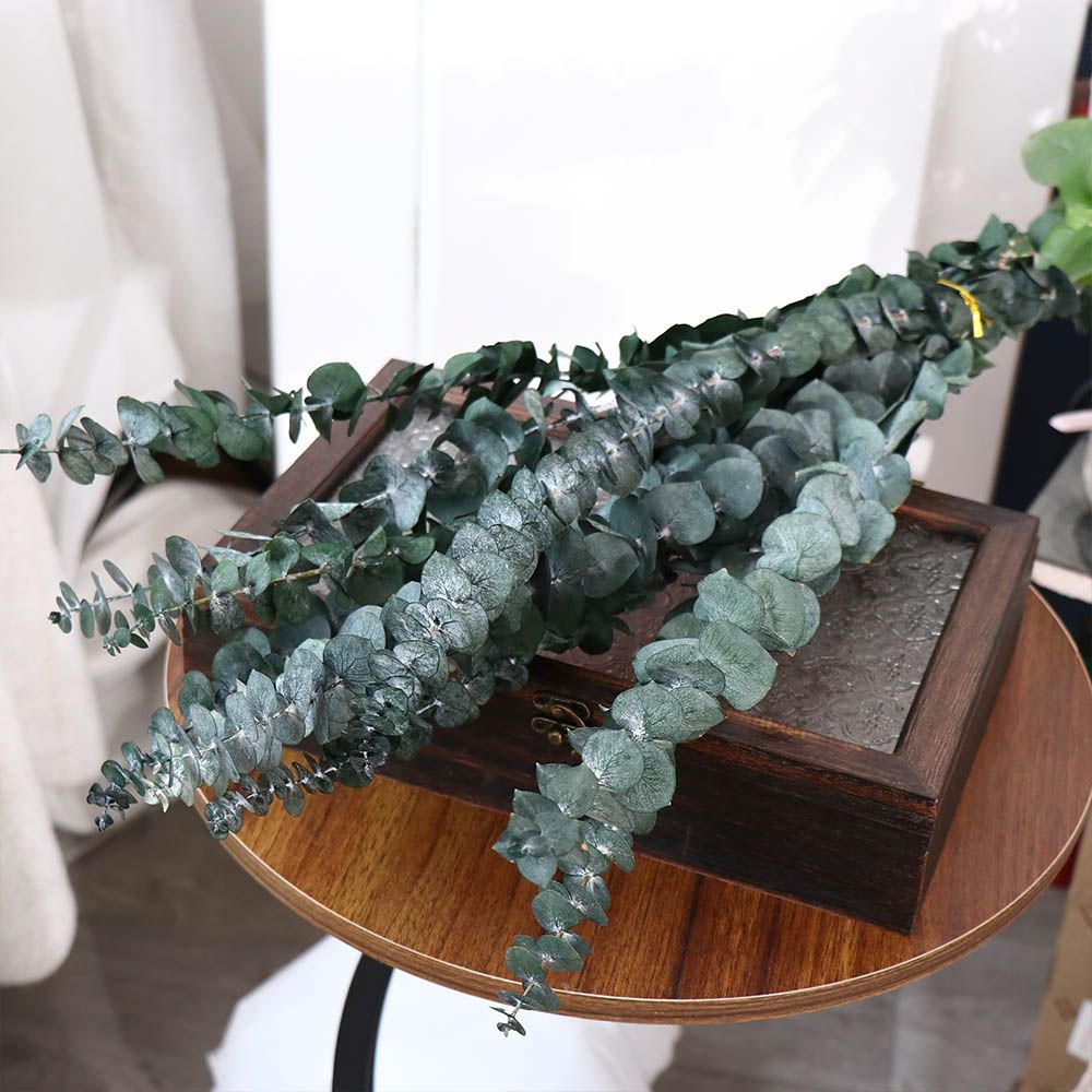 10 Peças de Folhas Naturais Se - Eucalyptus Preserved avaliação e preço