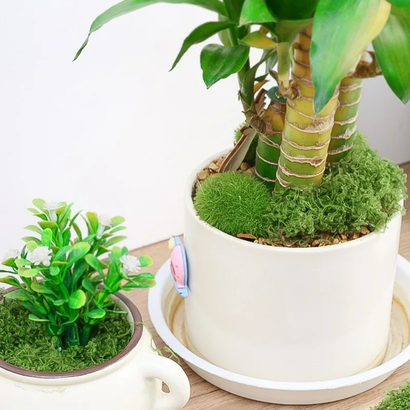 Musgo Artificial Realista 30/3 - Preserved Moss Sheet avaliação e preço