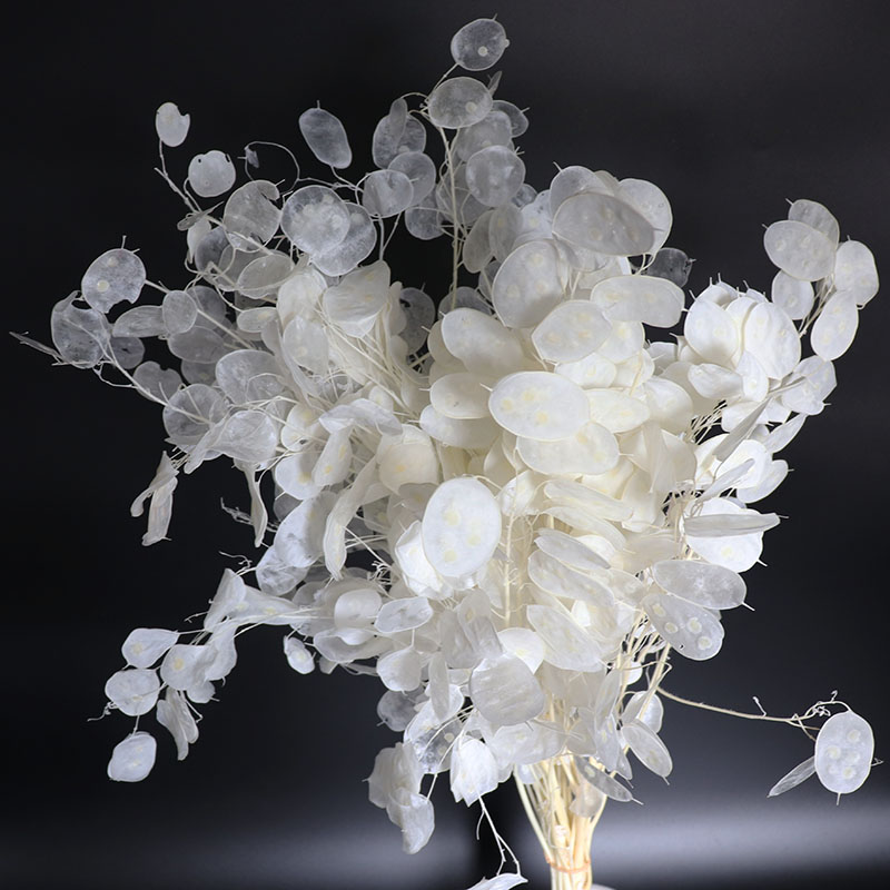 Flores Lunaria preservadas par - Eucalyptus Preserved avaliação e preço